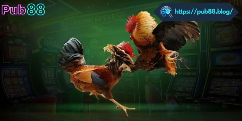 Những thể loại có trong sảnh đá gà PUB88